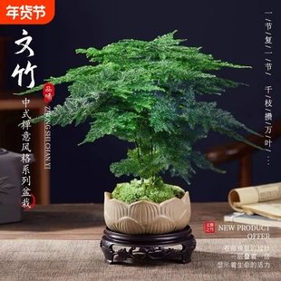 文竹盆栽老桩盆景客厅室内绿植物富贵竹好养云竹四季常青造景茶室