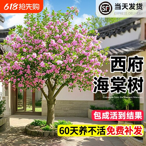 海棠花树苗高杆西府北美海棠耐寒植物庭院盆栽地栽风景树室外开花