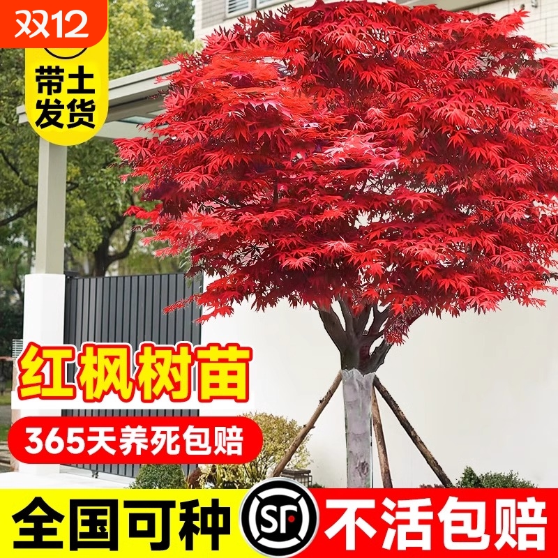 日本红枫树苗四季红舞姬老桩盆景盆栽庭院室外耐寒绿化植物苗客厅