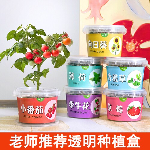 儿童种植小盆栽植物种子生长观察