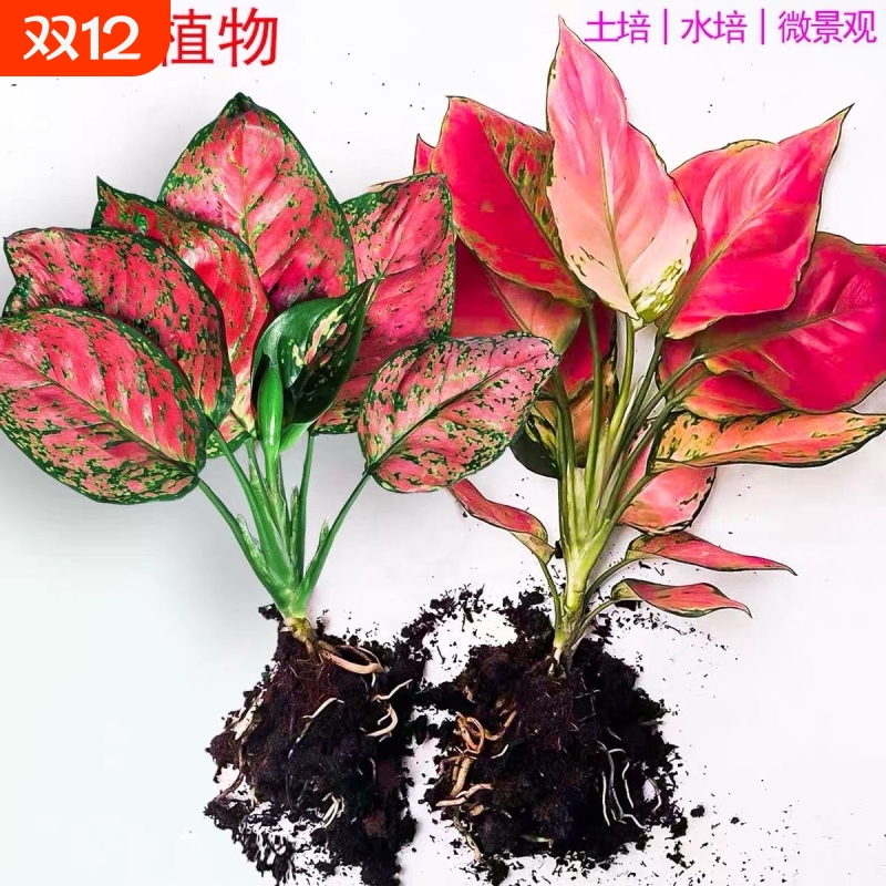 如意吉利红万年红水培植