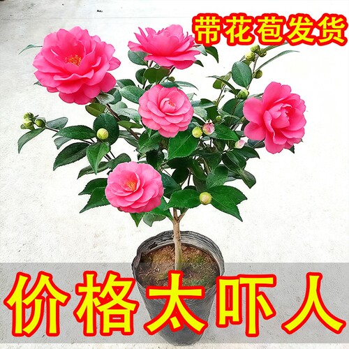 带花苞发货的开花浓香型香妃茶花盆栽带原培育盆耐寒茶花一盆