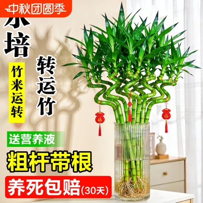转运竹带根富贵竹水培植物室内好养竹子盆栽客厅招财竹办公桌绿植