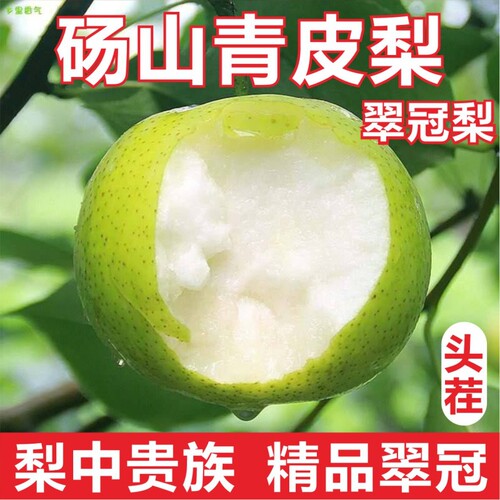 头茬】正宗青皮蜜梨翠冠苏翠一号皇冠梨应季水果现摘现发脆甜无渣