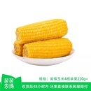 东北黄糯玉米220g4根 芭芭农场兑换