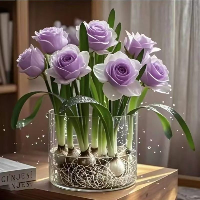 【热卖】玫瑰花驱蚊虫重瓣水培耐热花卉办公室内绿植盆栽开花客厅