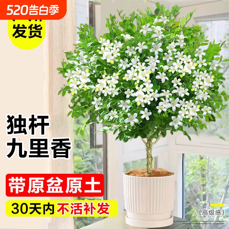 独杆九里香盆栽室内四季花卉茉莉花苗阳台庭院驱蚊植物