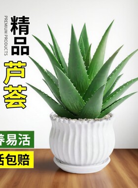 芦荟盆栽室内净化空气绿植物多肉好养花卉仙人掌客厅可食用阳台