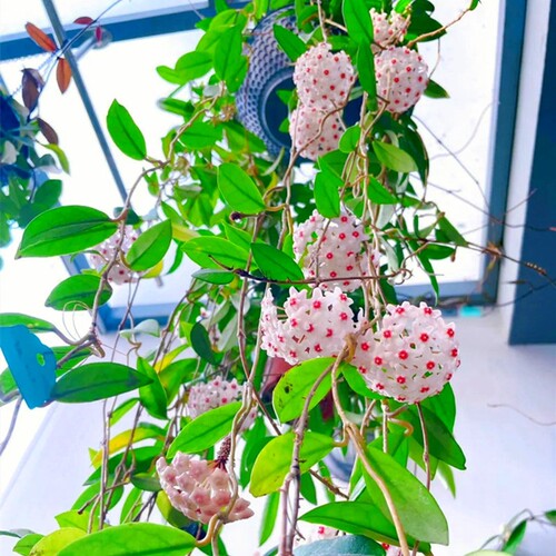 球兰盆栽带花|超9000次加购