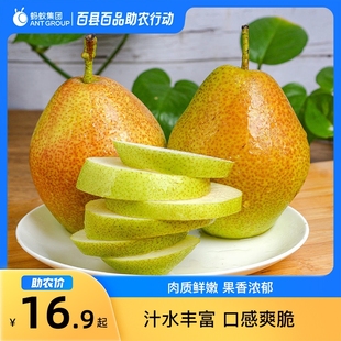 8月百县百品助农河南范县红香酥梨3斤新鲜产地