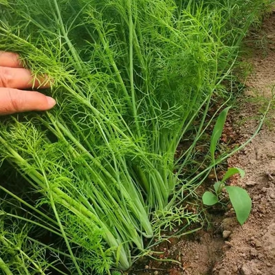 茴香种子种籽苗孑小茴香菜阳台带根四季菜种盆栽籽种蔬菜菜籽回香