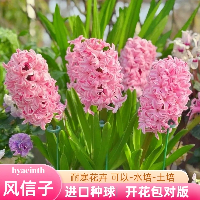 进口风信子种球水培餐花园阳台易活冬季耐寒植物土培盆栽花卉种子