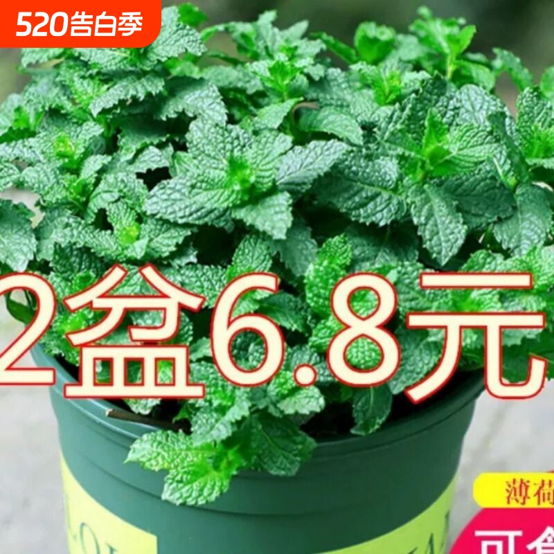 柠檬薄荷盆栽可食用迷迭香薄荷叶苗驱蚊草水培好养花卉室内绿植物