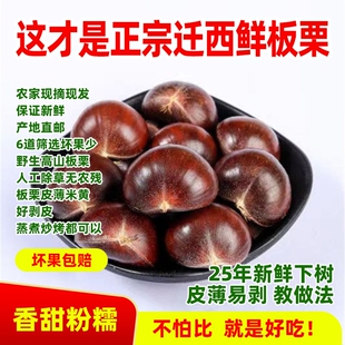 2025年现摘新货正宗迁西新鲜板栗生栗子野生河北毛栗燕山栗仁