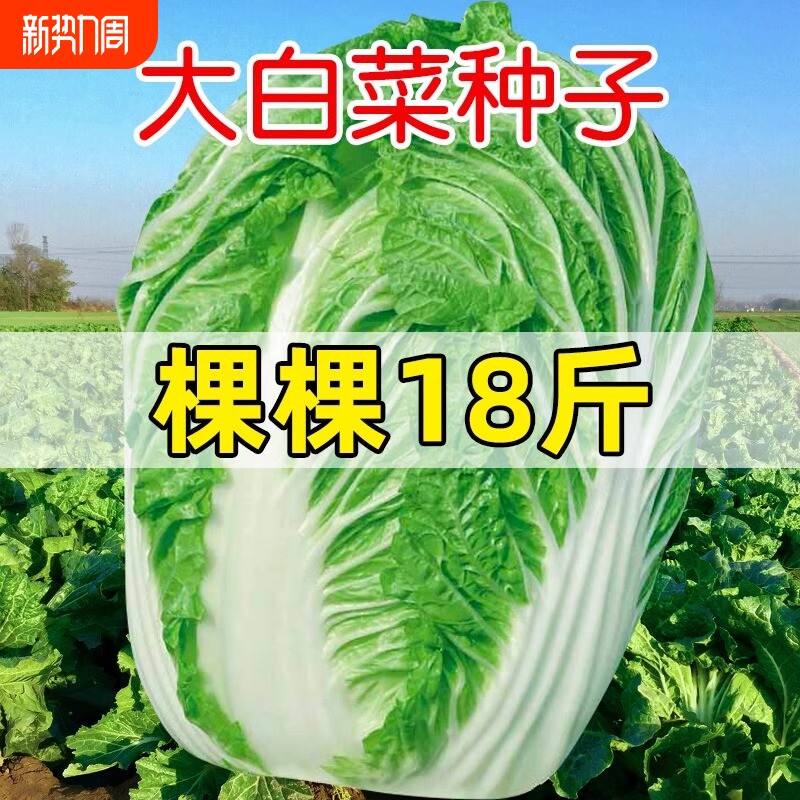 黄心菜大白菜种子冬储早熟春夏秋四季奶油白菜籽孔雀蔬菜种奶油