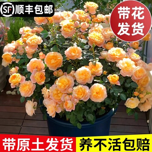 果汁阳台月季花苗盆栽带花苞四季开花卉名贵玫瑰树苗鲜花阳台植物