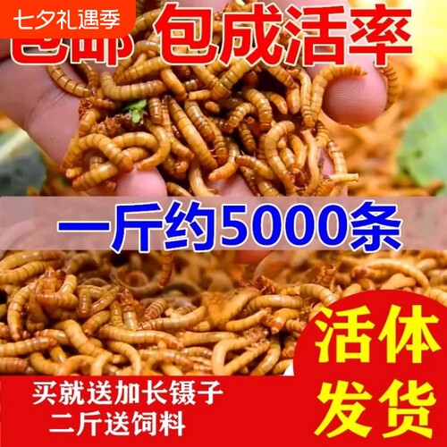 面包虫活体黄粉虫活虫鹦鹉鱼金龙鱼蛙饲料包邮一斤蜥蜴麦麸养殖