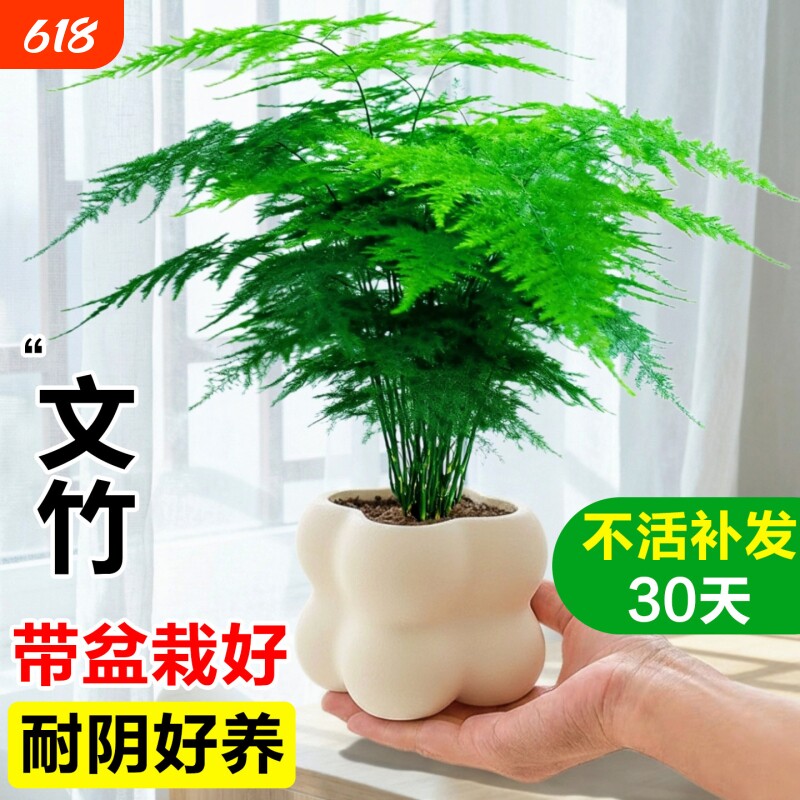 文竹小盆栽室内竹子盆景特大号老桩绿植物摆件办公室桌面四季客厅