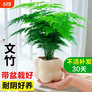 文竹小盆栽室内竹子盆景特大号老桩绿植物摆件办公室桌面四季客厅