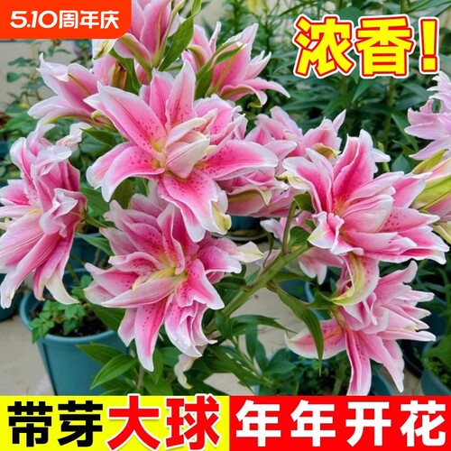 香水百合种球黄天霸百合种植苗盆栽花卉绿植耐寒四季开花重瓣庭院