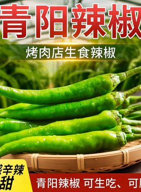 农家现摘青阳辣椒新鲜烤肉店鲜食烤肉蘸酱当季青椒微辣做酱