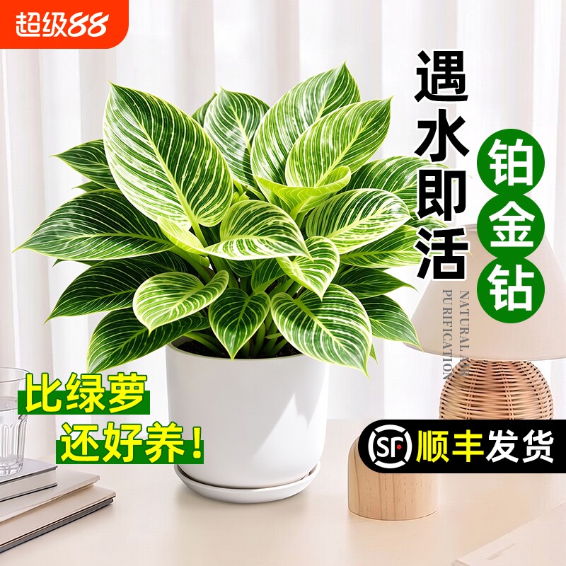 铂金钻水培植物室内客厅好养大叶金钻绿公主净化空气盆栽甲醛水养