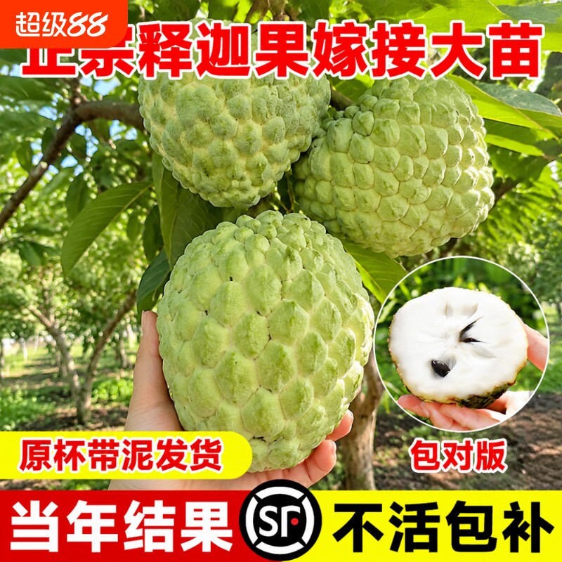 释迦果苗嫁接台湾凤梨释迦苗特大牛奶释迦番荔枝林檎南北方果树苗图片