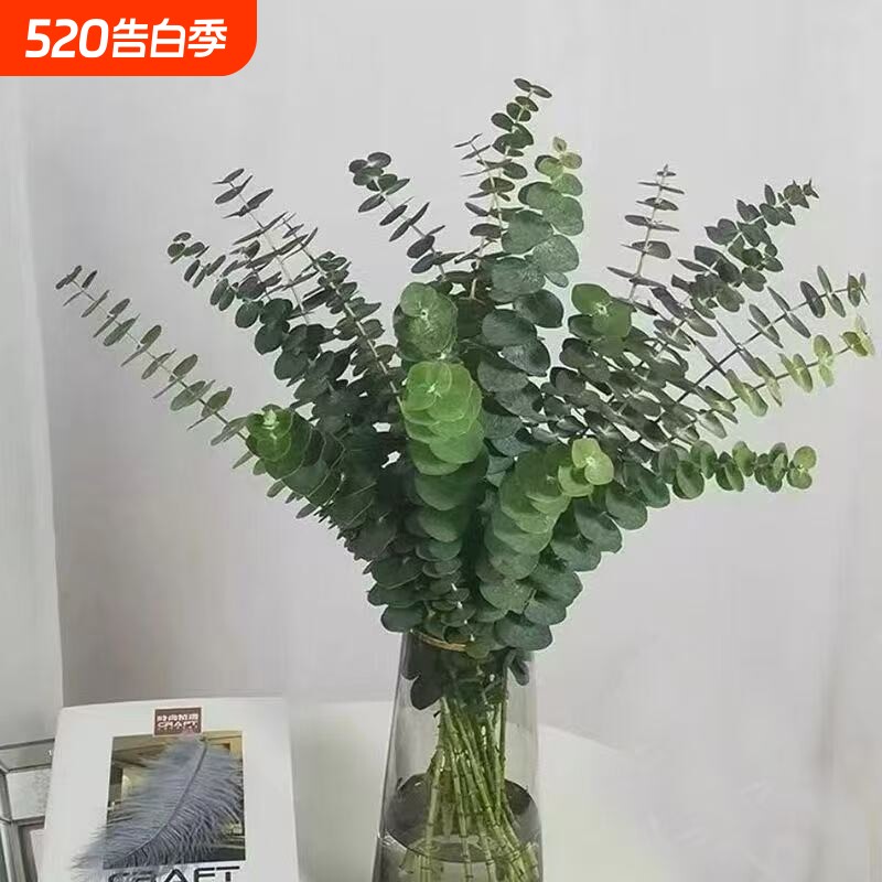 云南昆明新鲜尤加利叶基地花材永生花束客厅家居配叶可做干花配花