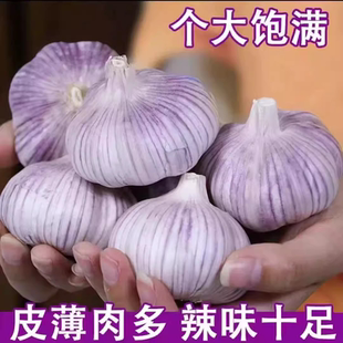 产地价山东紫皮大蒜头新鲜干蒜金乡大蒜批发价 包邮