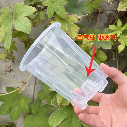 空气柱控根盆蝴蝶兰观根种植