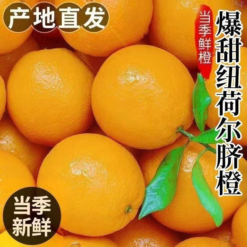 纽荷尔脐橙现摘橙子皮薄多汁果园直发盒装新鲜水果当季年货生态