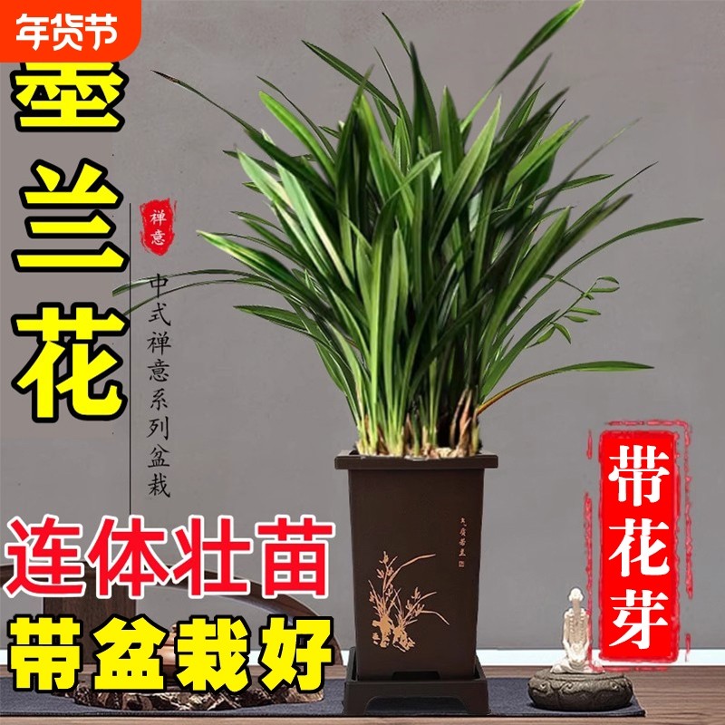 带盆栽好名贵兰花苗带花芽精品墨兰室内好养浓香年宵花卉绿植盆栽,鲜花速递/花卉仿真/绿植园艺,国兰/杂交兰/洋兰类,淘宝优惠券,粉丝福利购,淘宝优惠卷