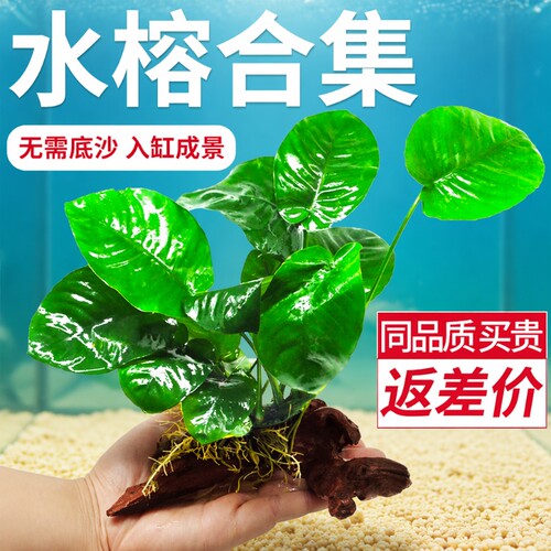 水榕水草沉木九冠|超1000次加购