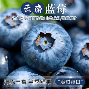 高山L25花香蓝莓新鲜水果孕妇怡颗蓝梅整箱现摘 云南蓝莓鲜果当季