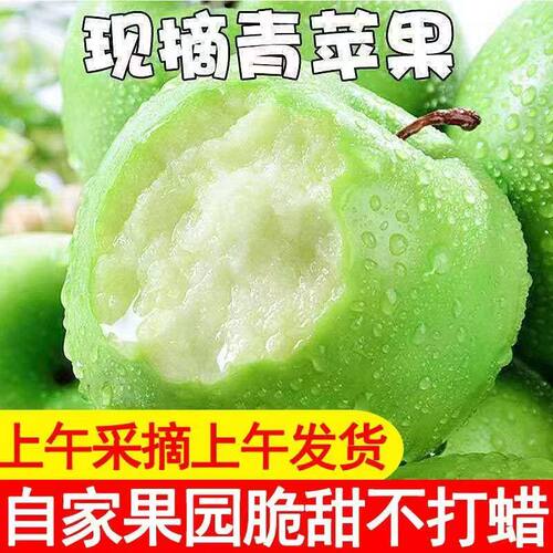 头茬酸脆爽口青苹果现货果园直发