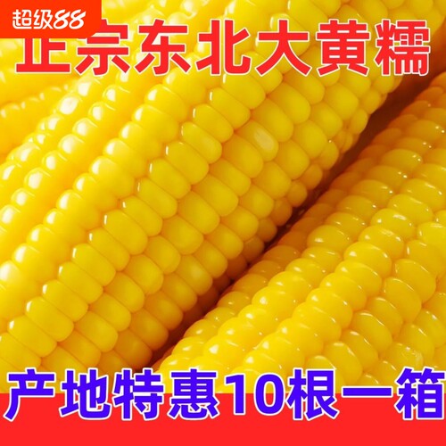 煜松东北新鲜黄糯玉米黄黏糯玉米棒真空包装黄甜玉米香甜农场现摘