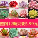 多肉组合多肉植物带小盆栽大颗好养组合套餐稀有品种高颜值绿植物