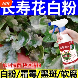 长寿花白粉病专用药治长寿花叶子发白斑白霜病的药开花肥料促花肥