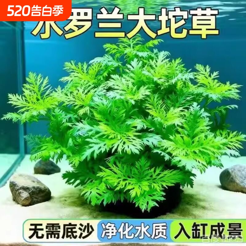 水罗兰水草鱼缸专用造景坨草水培植物迷你增氧阴性净化水质绿植草