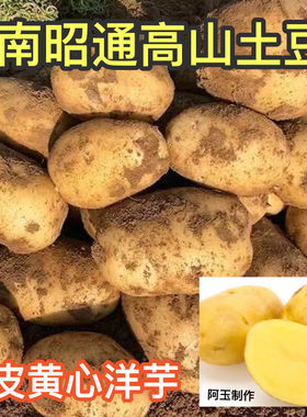 云南大山包洋芋老品种本地黄皮