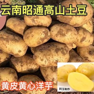 云南大山包洋芋老品种本地黄皮