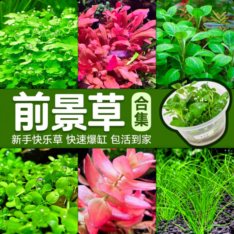 前景草爬地矮珍珠鱼缸水草植物真草活阴性无菌杯牛毛草坪造景趴地