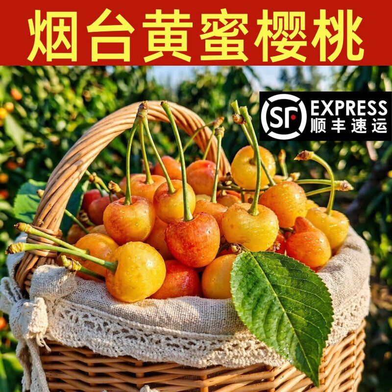 山东黄樱桃露天烟台黄水晶黄色黄蜜大樱桃车厘子新鲜水果孕妇吃