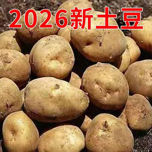 2026年新土豆农家种植新鲜