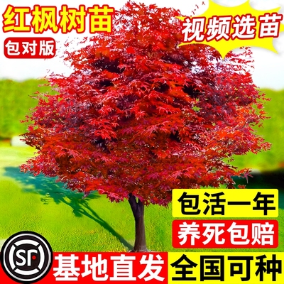 日本红枫庭院无四季红耐寒耐热