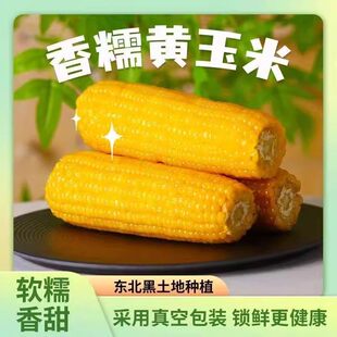 东北香甜黄糯玉米新鲜现摘真空装加热即食黏黄糯玉米无糖精粗粮