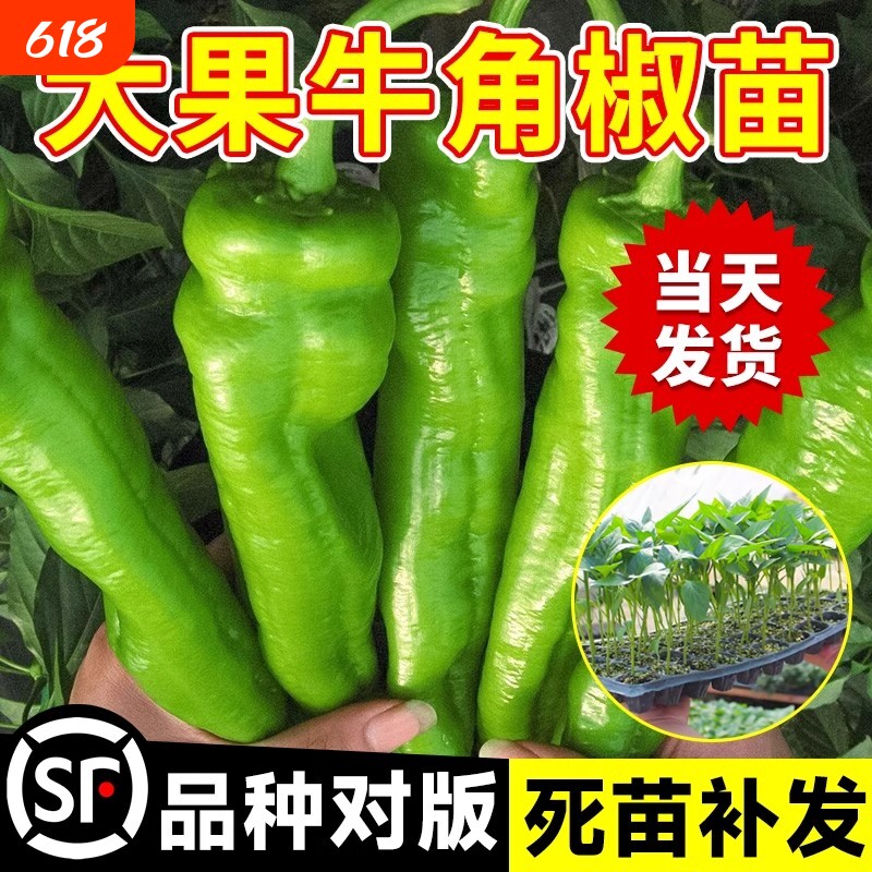 特大牛角椒苗辣椒种孑大果羊角苗秧高产青椒尖椒幼苗四季菜苗大全