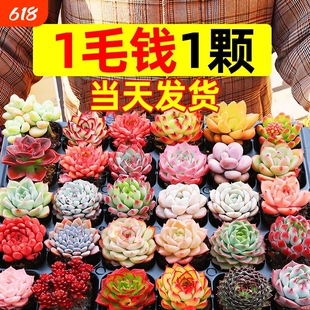 多肉植物室内盆栽大颗好养精品罕见品种名贵老桩玉露法师阳台客厅