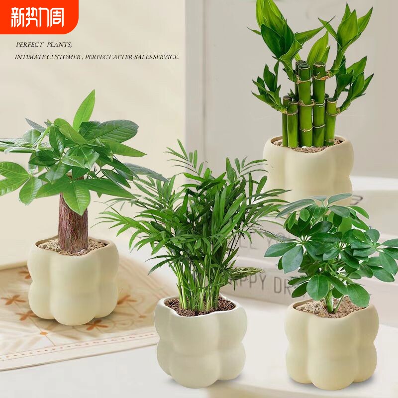 发财树金钻富贵竹九里香栀子花绿植盆栽桌面绿植