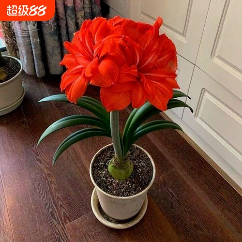 【常年开花】荷兰进口重瓣朱顶红盆栽四季开花室内阳台庭院好养活